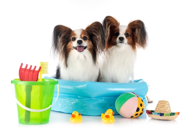 Chiens Papillon devant une surface blanche