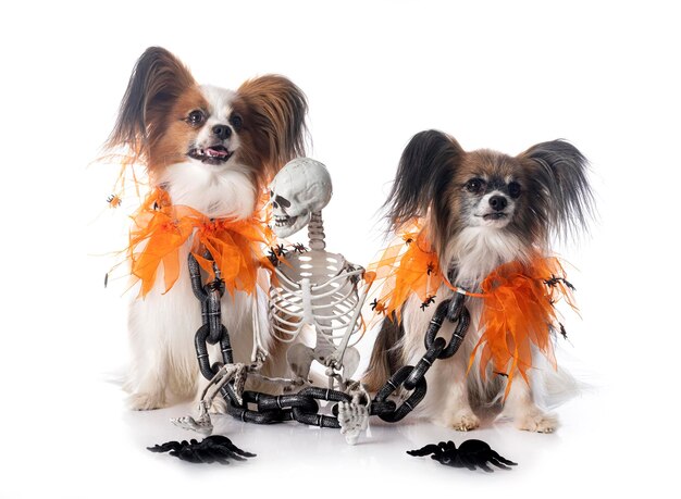 Chiens papillon et halloween