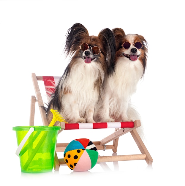 Chiens Papillon en studio