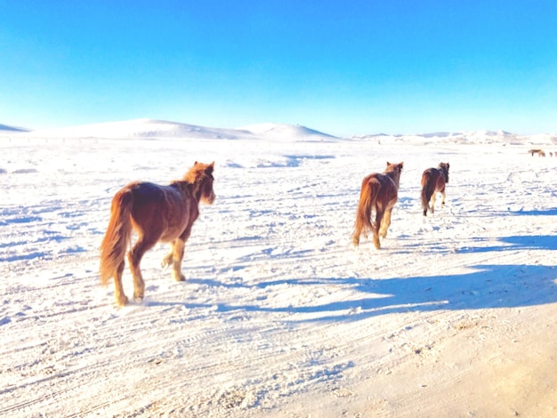 Des chiens sur un paysage couvert de neige