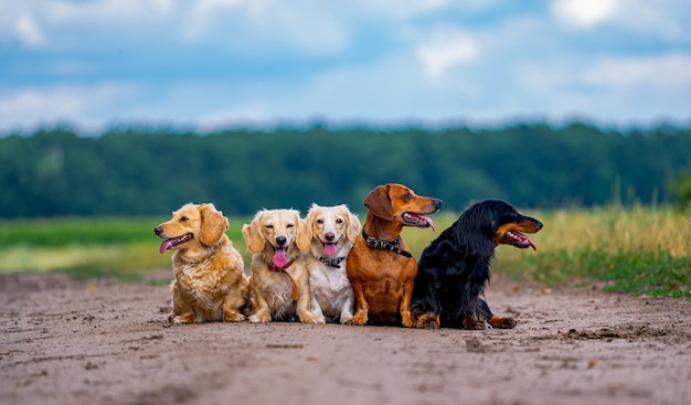 Les chiens de petite race marchent en plein air Cinq chiens sur fond de nature verdoyante