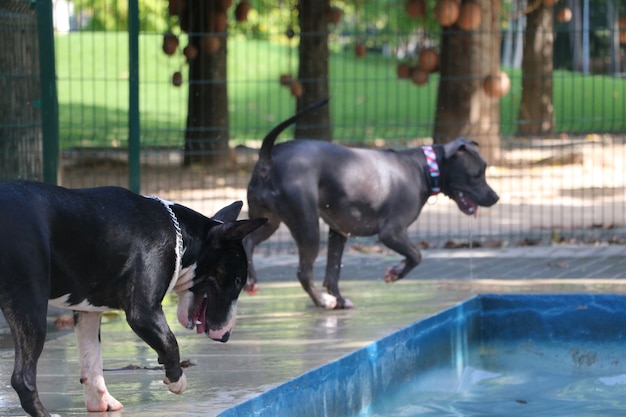 Chiens pit-bull et bull terrier jouant au bord de la piscine. Une journée ensoleillée et chaude.