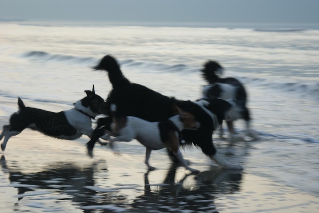 Photo des chiens sur la plage