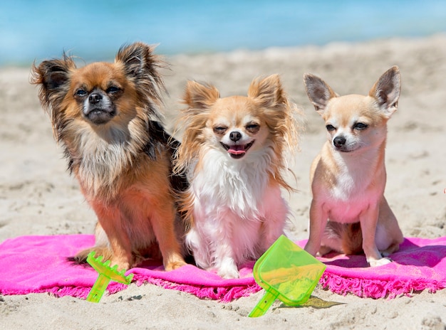 chiens sur la plage