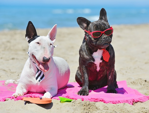 chiens sur la plage