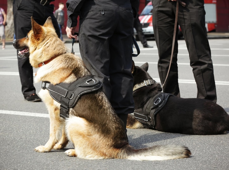 Photo des chiens de police intelligents à l'extérieur