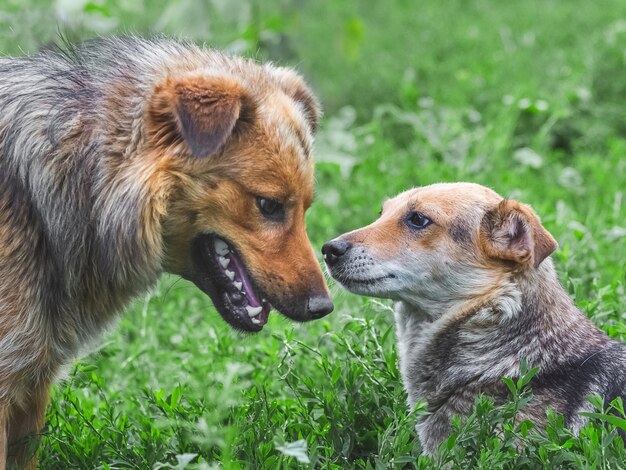 Chiens proches les uns des autres à l'extérieur