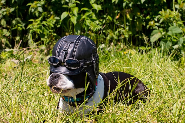 Chiens en promenade avec des chapeaux amusants