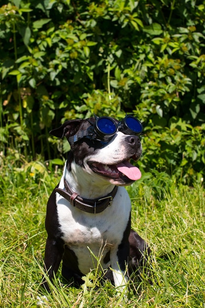 Chiens en promenade avec des chapeaux amusants