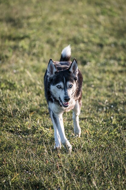 Photo des chiens qui courent sur un champ herbeux.