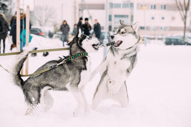 Photo des chiens qui courent sur la neige.