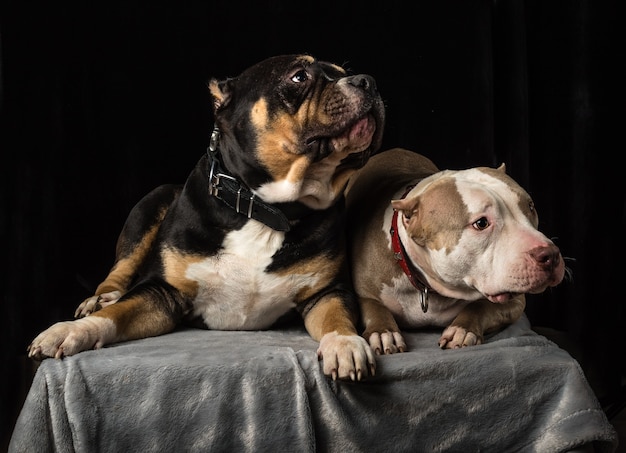 Chiens de race American Bully sur fond noir