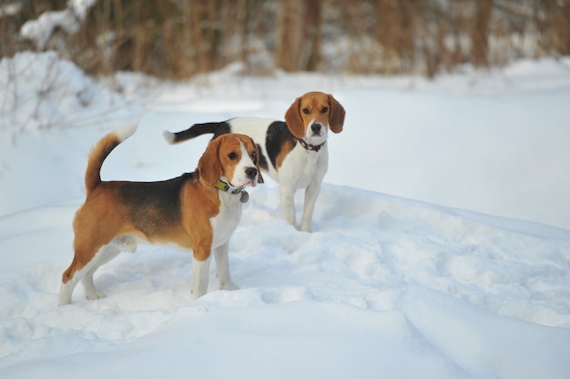 Les Chiens De Race Beagle Jouent Dans La Neige En Hiver à L'extérieur.