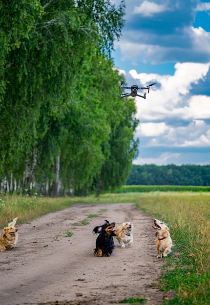 Chiens de race différents drôles courant après le drone. Animaux mignons jouant dehors sur le pré près des arbres verts.