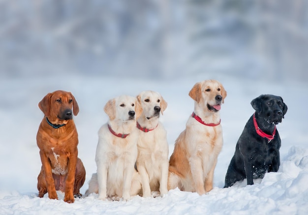 Chiens de race pure posant dans un groupe