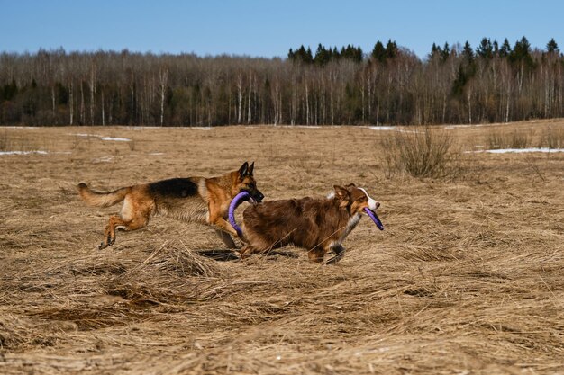 Les chiens de race pure s'amusent ensemble Deux bergers allemands et australiens sont les meilleurs amis qui courent dans le champ avec de l'herbe sèche par temps clair et ensoleillé avec des anneaux de jouets dans les dents