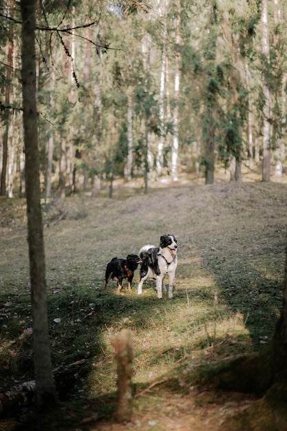 Photo les chiens de randonnée