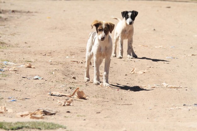 Chiens de remorquage à Copacabana Bolivie