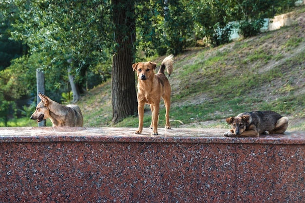 Chiens de rue sans-abri abandonnés amicaux portant paisiblement et restant sur un rocher de marbre dans le parc de la ville