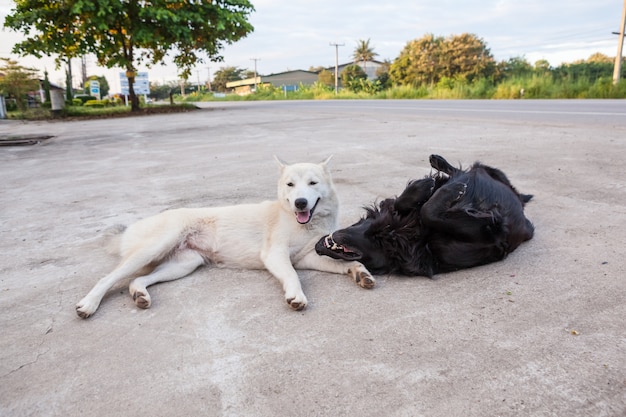 Chiens de rue