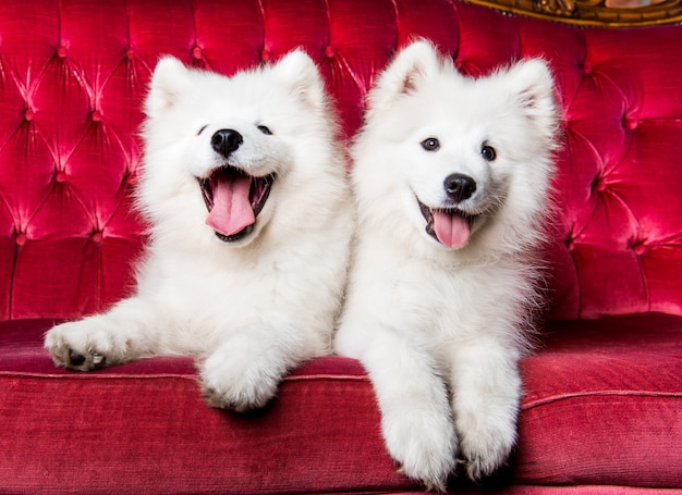 Chiens samoyèdes sur le canapé de luxe rouge