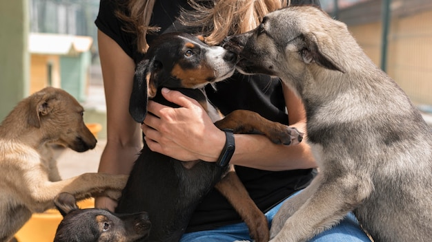 Chiens de sauvetage jouant avec une femme au refuge