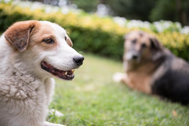 Des chiens se détendent sur un champ herbeux