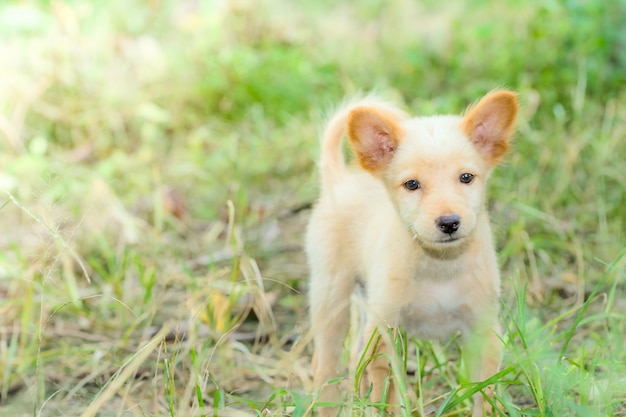 Chiens se promenant sur la pelouse