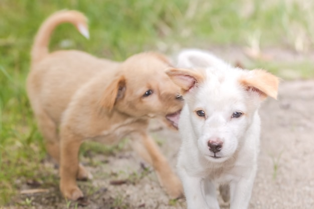 Chiens se promenant sur la pelouse