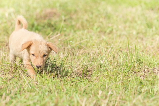 Chiens se promenant sur la pelouse