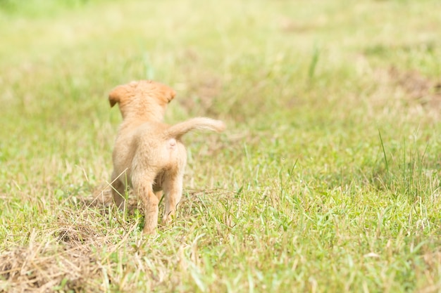 Chiens se promenant sur la pelouse