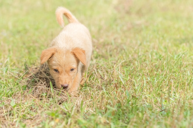 Chiens se promenant sur la pelouse