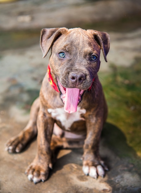 Les chiens sont heureux et souriants