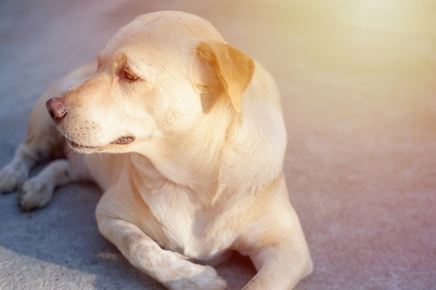 Chiens souffrant de dépression tropicale en Thaïlande. ton noir et blanc.