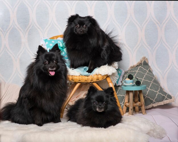 Chiens Spitz allemands noirs assis sur une chaise en studio, portrait