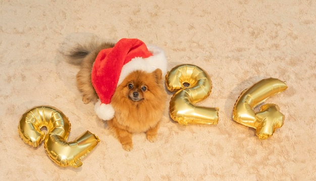 Photo des chiens spitz sur une couverture douce dans un chapeau de père noël avec des chiffres dorés 2024 noël banne du nouvel an