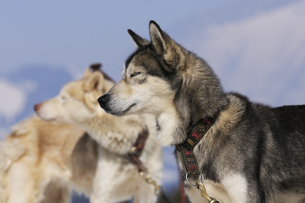 des chiens sportifs dans la neige attendent la course