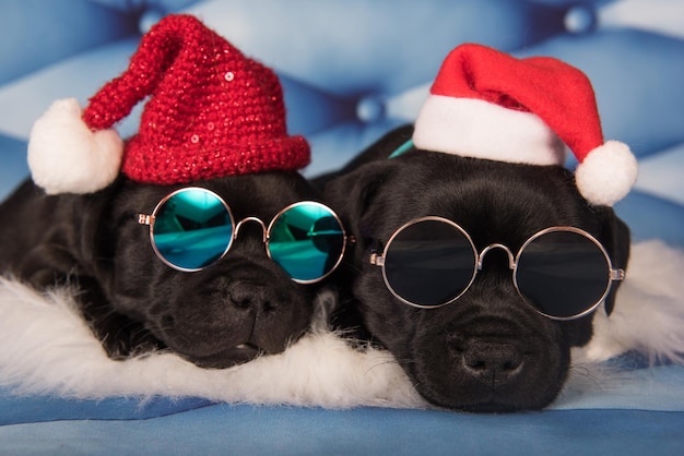 Des chiens de Staffordshire Bull Terrier noirs ou des chiots d'Amstaff avec un chapeau de Père Noël rouge et des lunettes