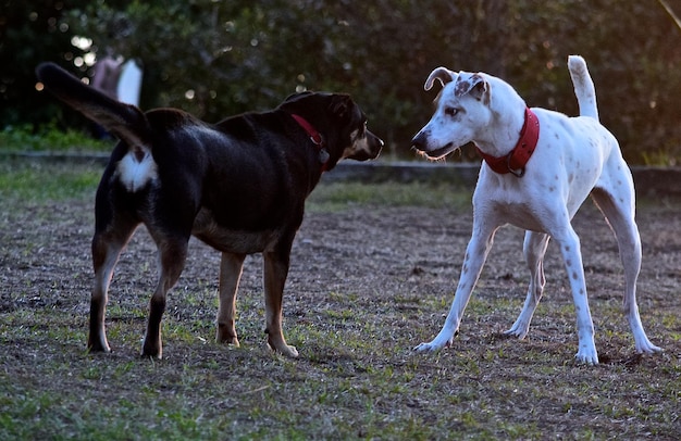 Des chiens sur le terrain.