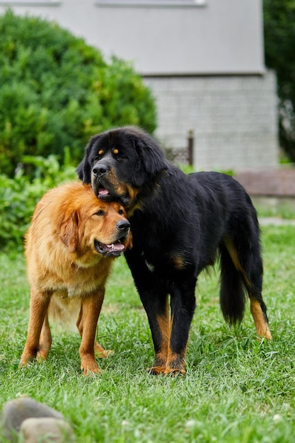 Chiens Terre-Neuve de la famille avec des chiots qui courent partout