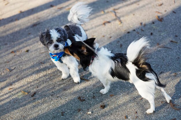 Photo les chiens en train de socialiser