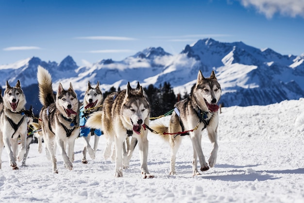 Chiens de traîneau en course de vitesse