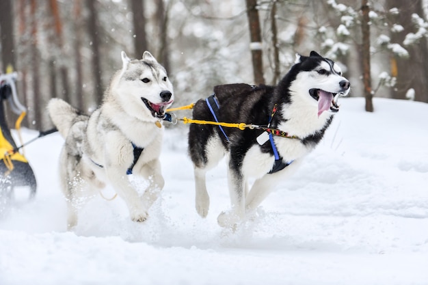 Les chiens de traîneau Husky dans le harnais courent et tirent le conducteur de chien. Compétition de championnat de sports d'hiver.ti