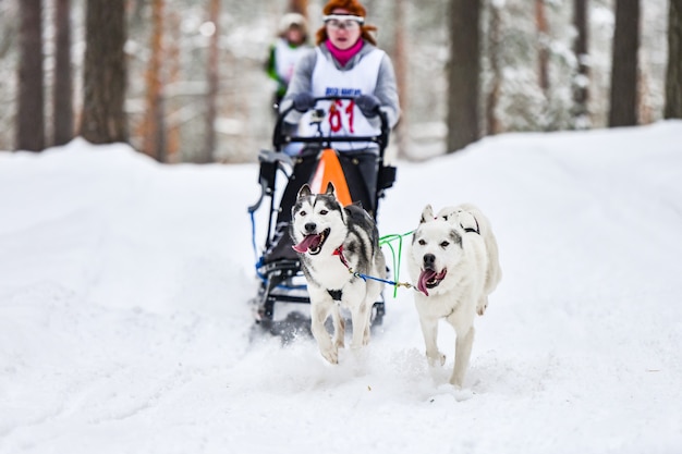 Chiens de traîneau Husky tirant musher sur traîneau