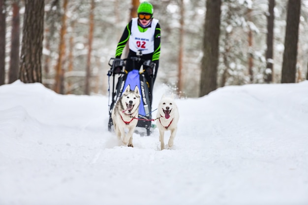 Chiens de traîneau Husky tirant musher sur traîneau