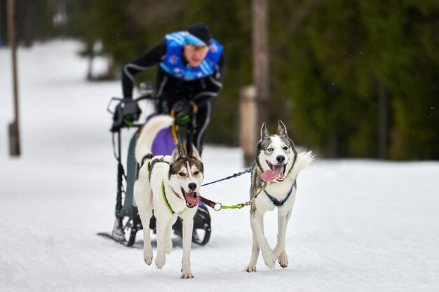 Chiens de traîneau tirant musher sur traîneau