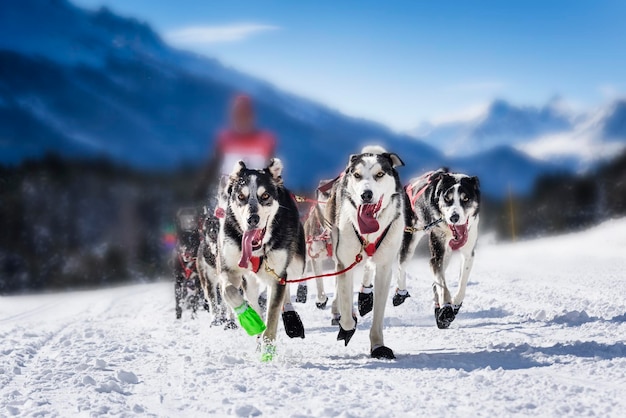 Chiens de traîneau en vitesse