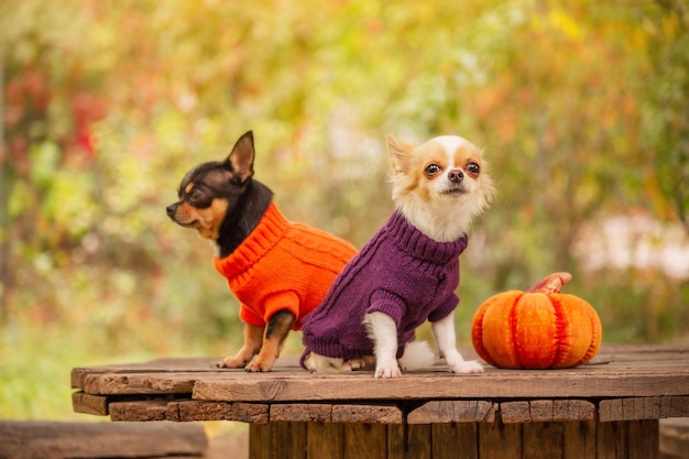 Chiens en vêtements. Les chihuahuas sont assis sur une souche et regardent ailleurs. Deux chiens dans la nature près d'une citrouille.