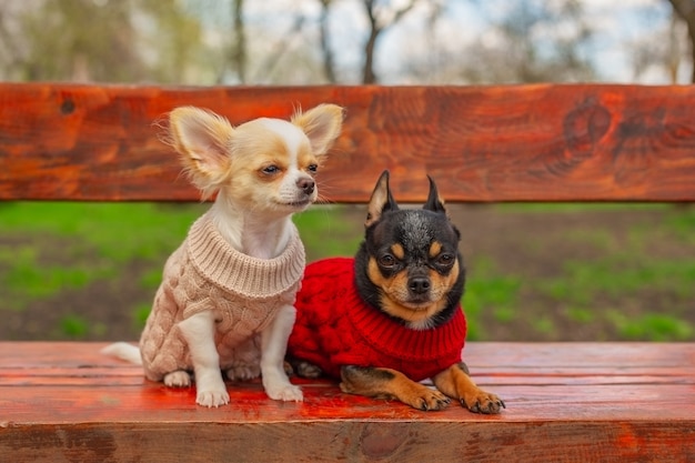Chiens en vêtements de printemps. Deux petits chiens chihuahua sur banc. Animaux domestiques mignons à l'extérieur. Chiens