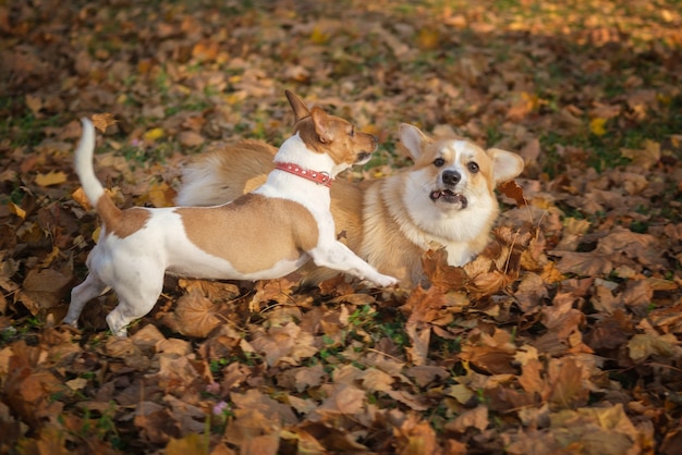 Chiens Welsh Corgi et Jack Russell batifolent et jouent dans le parc d'automne sur les feuilles jaunes